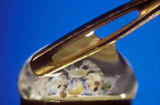 Illustration for article titled Remarkable Nikon Small World Microscope Photography Winners